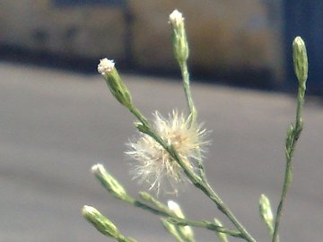 Asteracea alta e sottile - Symphyotrichum squamatum